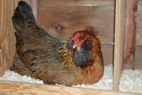 Nesting Chicken Laying Boxes