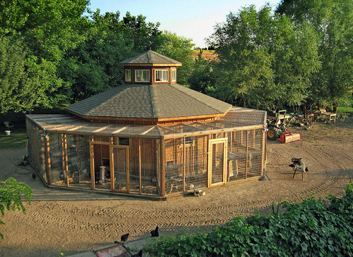 Choose Chicken Breeds That Suit Your Environment » Chicken Coop To ...